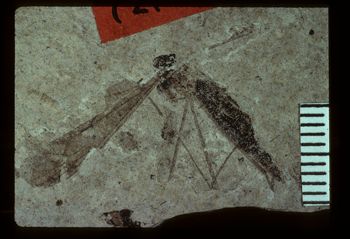 Media type: image;   Entomology PALE-1216 Aspect: full
